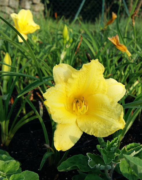 Hemerocallis cultorum `Happy Returns`
